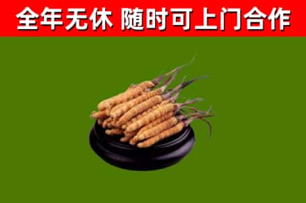 巴林右旗烟酒回收冬虫夏草.jpg